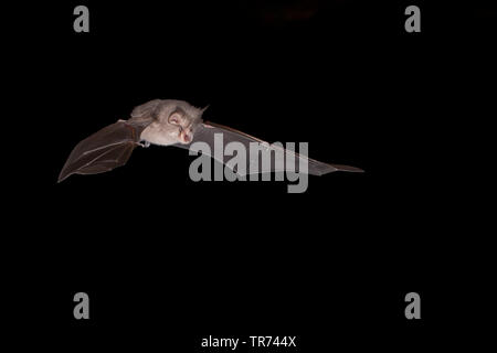 Kleine Hufeisennase (Rhinolophus hipposideros), Jagd in der Nacht, Bulgarien, Rhodopen Stockfoto