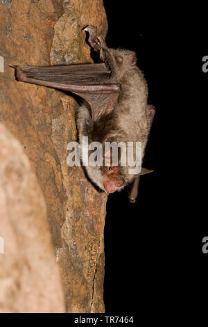 Lange-Fingered bat (Myotis capaccinii), an einer Felswand, Bulgarien, Rhodopen hängen Stockfoto