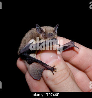 Nathusius' pipistrelle (Pipistrellus nathusii), in der Hand eines Fledermausforschers, Niederlande Stockfoto