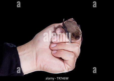 Nathusius' pipistrelle (Pipistrellus nathusii), in der Hand eines Fledermausforschers, Niederlande Stockfoto