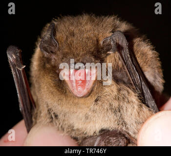 Nathusius' pipistrelle (Pipistrellus nathusii), droht in die Hände eines Fledermausforschers, Niederlande Stockfoto