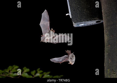 Natterer von bat (Myotis nattereri), zwei Personen fliegen vor batbox, Niederlande Stockfoto