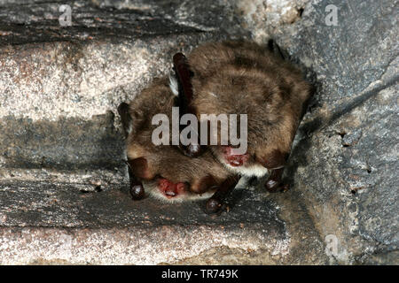 Natterer von bat (Myotis nattereri), zwei schlafen Natterer's Fledermäuse, Niederlande Stockfoto