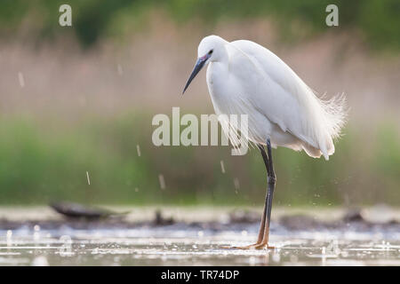 Seidenreiher (Egretta garzetta), auf Eis im Regendusche, Ungarn Stockfoto