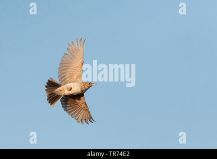 Crested Lark (Galerida cristata Githago, Galerida Githago), Fliegen, Spanien, Belchite Stockfoto