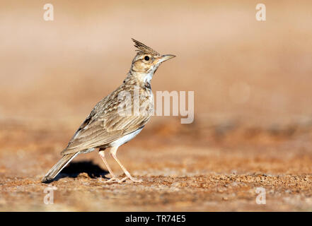 Crested Lark (Galerida cristata Githago, Galerida Githago), auf dem Boden, Spanien, Belchite Stockfoto