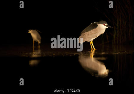 Schwarz - gekrönte Nachtreiher (Nycticorax nycticorax), in Wasser in der Nacht stehend, Ungarn Stockfoto