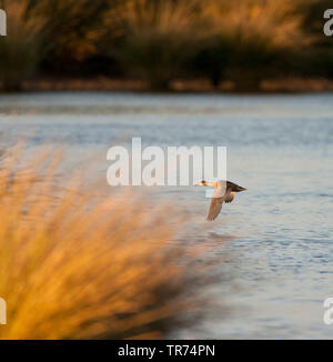 Marbled teal (Marmaronetta angustirostris), im Flug über spanische Feuchtgebiet, Spanien, Andalusien Stockfoto