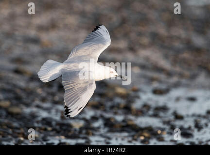 Buller Gulls (Larus bulleri, Chroicocephalus bulleri), Fliegende, Neuseeland, Nordinsel, Miranda Stockfoto