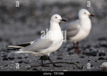 Buller Gulls (Larus bulleri, Chroicocephalus bulleri), Neuseeland, Nordinsel, Miranda Stockfoto