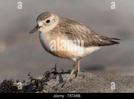 Neuseeland plover, Red-breasted Plover, Neuseeland dotterel (Charadrius Obscurus), Neuseeland, Nordinsel, Tawharanui Regional Park, Tawharanui Halbinsel Stockfoto