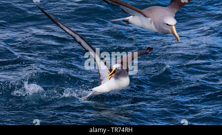 Die Albatrosse, nördlichen Buller Buller des Albatros, Buller, der mollymawk (Thalassarche bulleri platei, Thalassarche platei), über das Meer, Neuseeland fliegen, Chatham Inseln Stockfoto