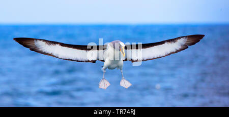 Die Albatrosse, nördlichen Buller Buller des Albatros, Buller, der mollymawk (Thalassarche bulleri platei, Thalassarche platei), über das Meer, Neuseeland fliegen, Chatham Inseln Stockfoto