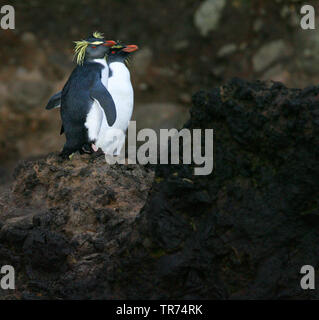 Northern rockhopper Penguin, Moseley's rockhopper Penguin, Moseley's Penguin (Eudyptes moseleyi), am Strand von Gough Island, Tristan da Cunha, die gough Insel Stockfoto