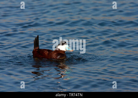 Schwarzkopfruderente (Oxyura Jamaicensis), Schwimmen männliche, Niederlande, Südholland, Starrevaart, Leiden Stockfoto