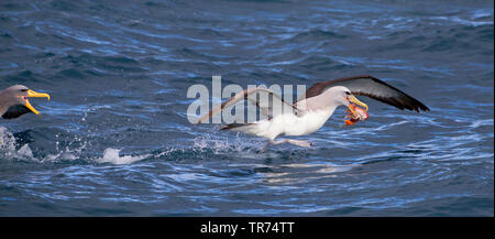 Salvin's Albatross (Thalassarche salvini), kämpfen für Essen mit einem Chatham Albatross, Thalassarche eremita, Neuseeland, Subantarktische Inseln Stockfoto