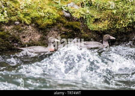 Berg Ente, Blaue Ente, Blaue Bergente (Hymenolaimus malacorhynchos), in einem Bach in South Island, Neuseeland, Südinsel Stockfoto