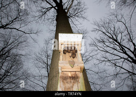 Abendsegler (Nyctalus noctula), im geöffneten batbox auf einem Baum, Niederlande Stockfoto