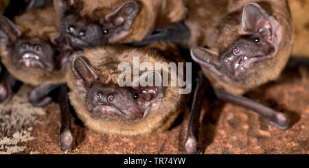 Abendsegler (Nyctalus noctula), in einem batbox, Niederlande Stockfoto