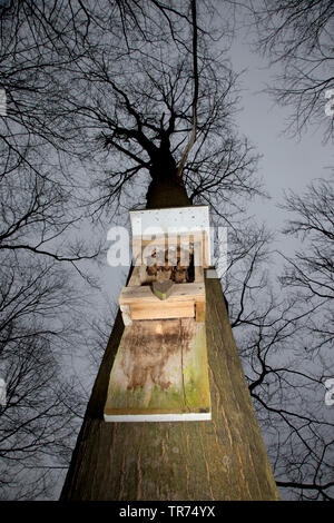 Abendsegler (Nyctalus noctula), im geöffneten batbox auf einem Baum, Niederlande Stockfoto