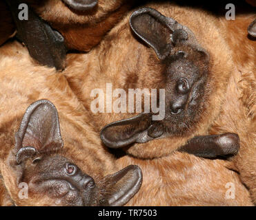 Abendsegler (Nyctalus noctula), Gruppe im Winterschlaf, Niederlande Stockfoto