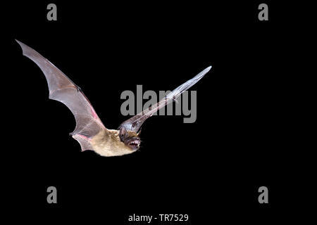 Serotine bat, Große braune Fledermaus, seidig bat (Eptesicus Serotinus), Jagd in der Nacht, Niederlande Stockfoto