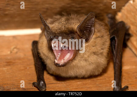 Serotine bat, Große braune Fledermaus, seidig bat (Eptesicus Serotinus), mit geöffnetem Mund, Niederlande Stockfoto