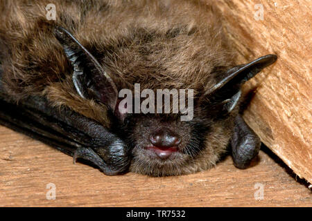 Whiskered bat (Myotis mystacinus), Schlafen, Niederlande Stockfoto