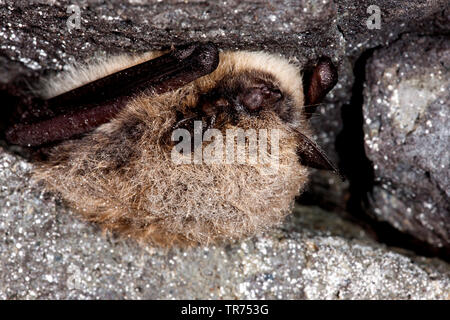 Whiskered bat (Myotis mystacinus), überwintern in einer Felsspalte, Deutschland Stockfoto