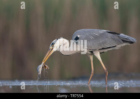 Graureiher (Ardea cinerea), mit Fisch im Schnabel, Ungarn Stockfoto