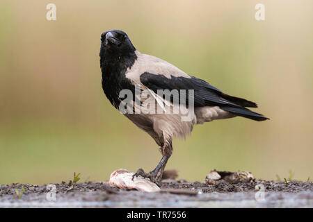 Nebelkrähe (Corvus corone cornix, Corvus cornix), am Ufer stehend mit Fisch, Ungarn Stockfoto