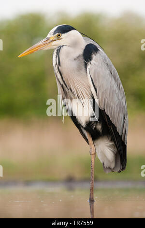 Graureiher (Ardea cinerea), auf einem Bein stehen im Wasser, Ungarn Stockfoto