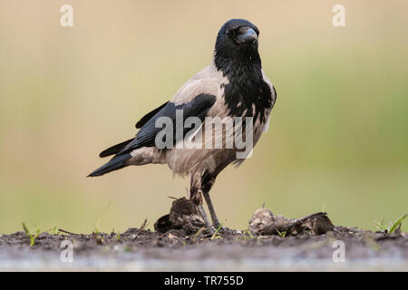 Nebelkrähe (Corvus corone cornix, Corvus cornix), zu Wasser, in Ungarn Stockfoto