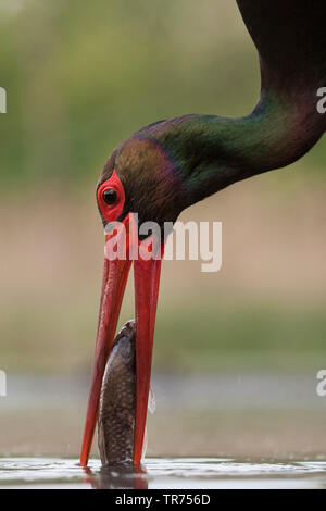 Schwarzstorch (Ciconia nigra), Fische zu fangen, Ungarn Stockfoto