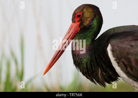 Schwarzstorch (Ciconia Nigra), Porträt, Ungarn Stockfoto