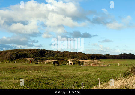 Inländische Pferd (Equus przewalskii f. caballus), weidende Pferde in der Wiese, Niederlande, Friesland, Vlieland Stockfoto