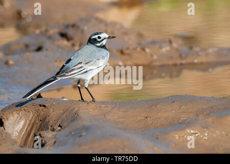 Maskiert, maskiert Bachstelze Bachstelze (Motacilla personata personata, Motacilla alba), Kasachstan, Zhabagly Stockfoto