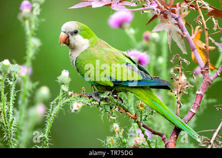 Monk parakeet (Myiopsitta monachus), Argentinien Stockfoto