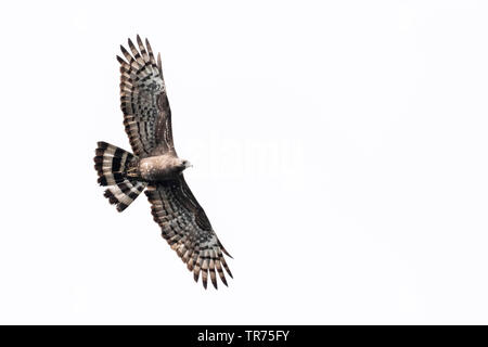 Orientalische Wespenbussard (Pernis ptilorhynchus), im Flug, Taiwan Stockfoto