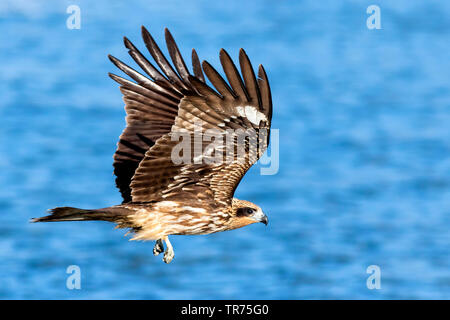 Schwarz-eared Kite, Schwarzer Milan, Yellow-billed Kite (MILVUS MIGRANS lineatus, Milvus lineatus), im Flug über das Wasser, Asien Stockfoto