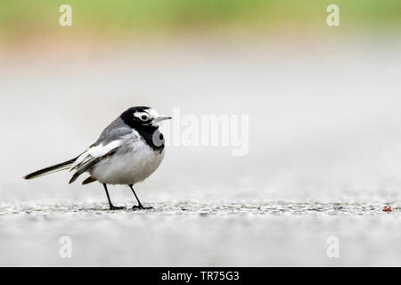 Maskiert, maskiert Bachstelze Bachstelze (Motacilla personata personata, Motacilla alba), auf Asphalt, Vereinigtes Königreich, Pembrokeshire. Stockfoto