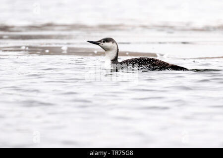 Red-throated Diver (Gavia stellata), Schwimmen im Winter Gefieder, Vereinigtes Königreich Stockfoto