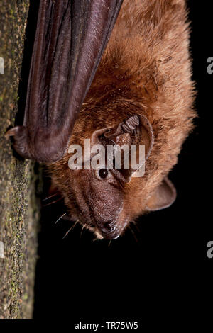 Abendsegler (Nyctalus noctula), hängen an einem Baumstamm, Niederlande Stockfoto