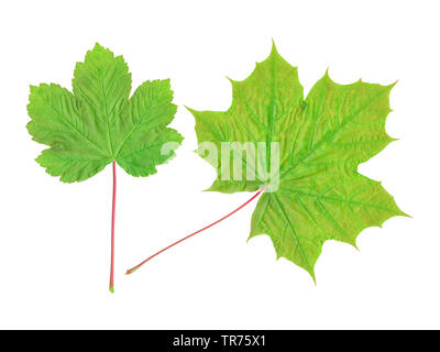 Maple Leafs der Bergahorn und Spitzahorn Stockfoto