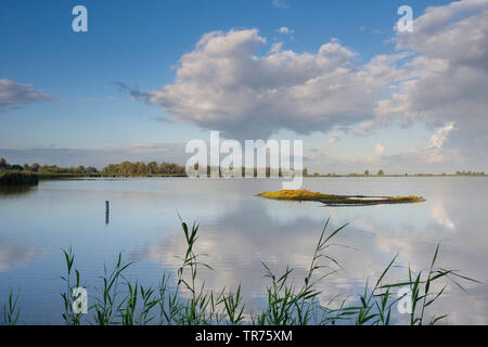 See mit Schilf im Vordergrund, Niederlande, Flevoland, Oostvaardersplassen Stockfoto