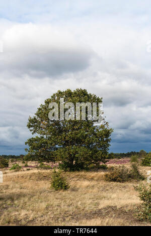 Gemeinsame Eiche, Pedunculate oak, Englischer Eiche (Quercus robur. "Quercus pedunculata"), einsame Eiche (Quercus) an Kootwijkerzand im Sommer, Niederlande, Gelderland, Kootwijkerzand Stockfoto