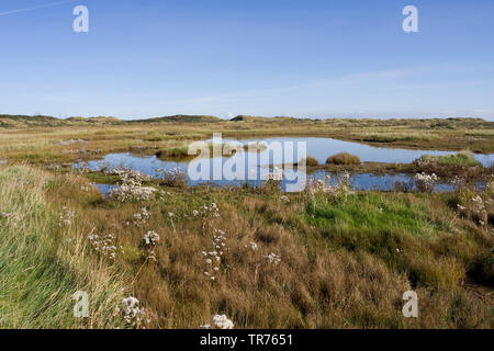 Meer Aster (Aster tripolium, Tripolium vulgare), Teich in den Dünen auf Vlieland, Niederlande, Friesland, Vlieland Stockfoto