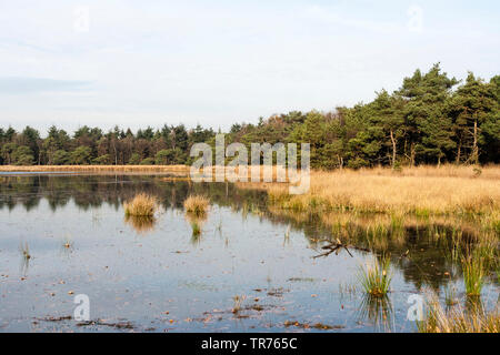 See in Het Gooi im Herbst, der niederländischen, der Nördlichen Niederlande, Het Gooi Stockfoto