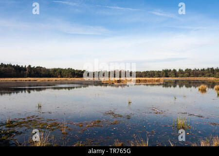 See in Het Gooi im Herbst, der niederländischen, der Nördlichen Niederlande, Het Gooi Stockfoto