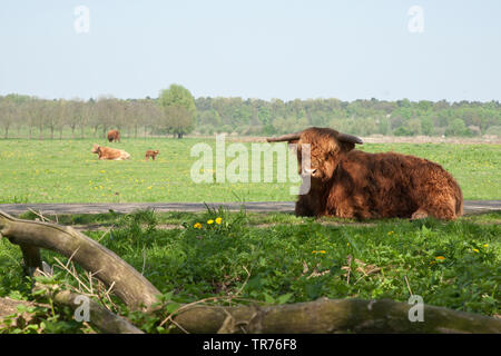 Schottische Hochlandrinder, Kyloe, Highland Kuh, Heelan Coo (Bos primigenius f. Taurus), auf einer Weide, Niederlande, Limburg liegend, Natuurpark Rodebeek Rodebach Stockfoto